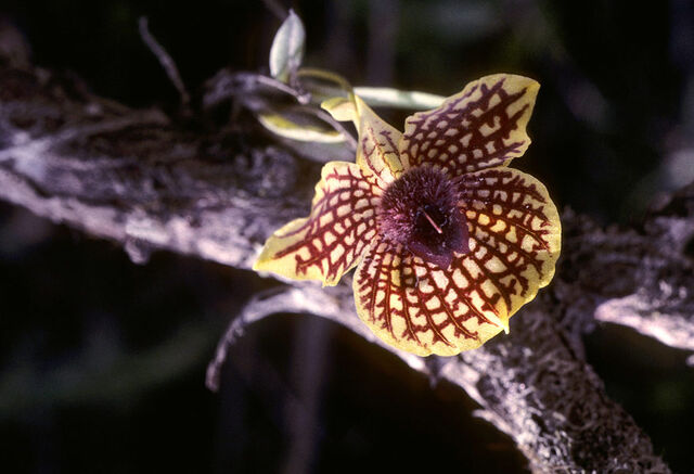 File:Telipogon obovatus.jpg