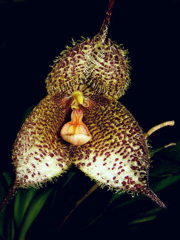 File:Dracula gorgona.jpg
