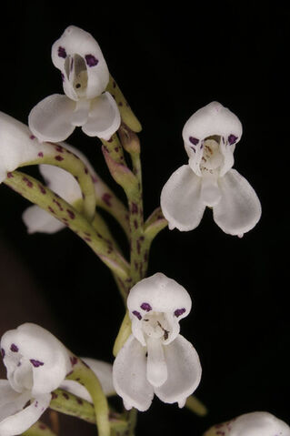 File:Disa saxicola.jpg