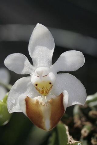 File:Phal. lobbii India.jpg