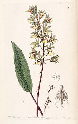 File:Tainia bicornis plate.jpg