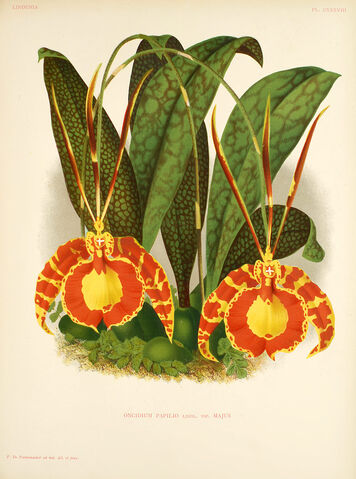 File:Psychopsis papilio plate.jpg