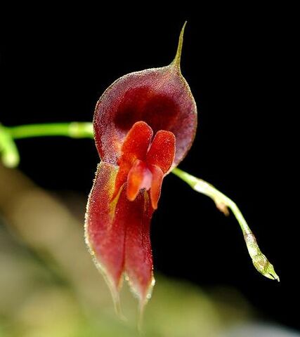 File:Lepanthes ophioglossa.jpg