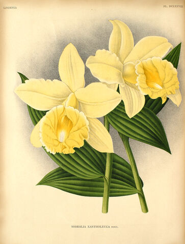 File:Sobralia xantholeuca plate.jpg