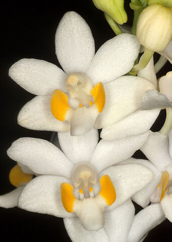 File:Phal buysoniana alba.jpg