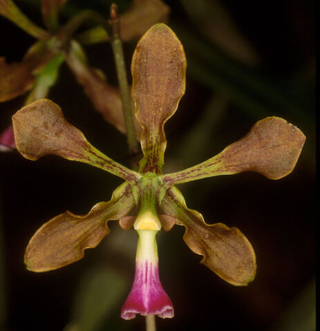 File:Encyclia pollardiana.jpg