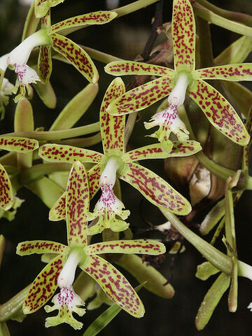 File:Epidendrum stamfordianum.jpg