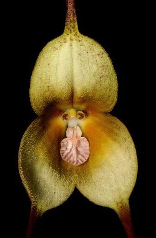 File:Dracula verticulosa.jpg