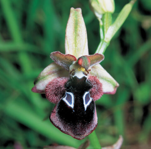 File:Ophrys reinholdii3.jpg