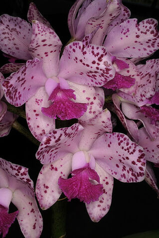 File:C. amethystoglossa Jimmy Rogers.jpg