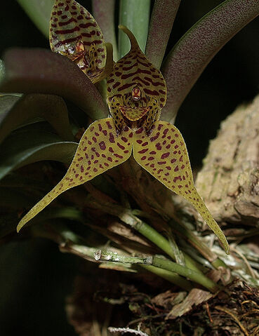 File:Dryadella edwallii.jpg
