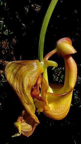 File:Coryanthes speciosa.jpg