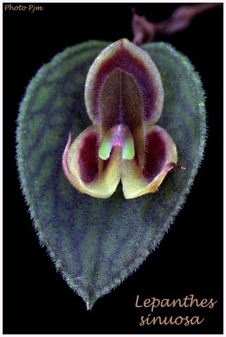 File:Lepanthes-sinuosa-web-.jpg