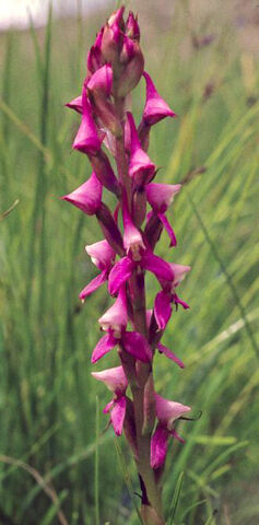 File:D. rhodantha.jpg