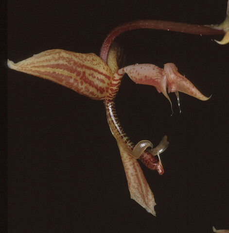 File:Gongora aceras.jpg