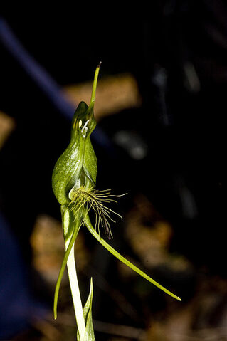 File:Pterostylis turfosa.jpg