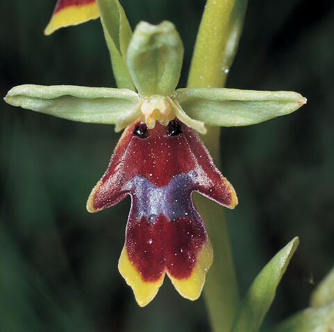 File:Ophrys insectifera aymoninii.jpg