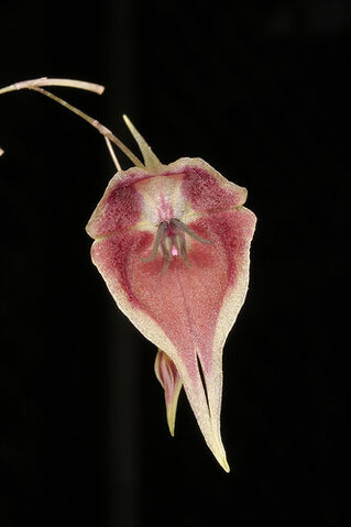 File:Lepanthes cloesii.jpg