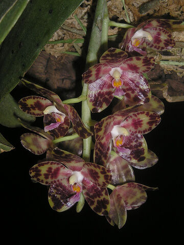 File:Phalaenopsis gigantea.jpg