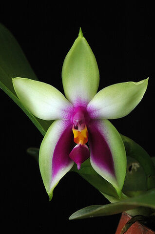 File:Phalaenopsis bellina.jpg