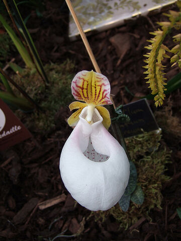 File:Paphiopedilum micranthum eburneum.jpg