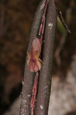 File:Lepanthes mucronata.jpg