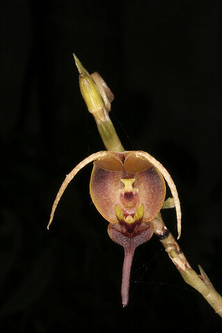 File:Scaphosepalum triceratops.jpg