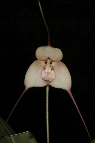 File:Dracula veleziana.jpg