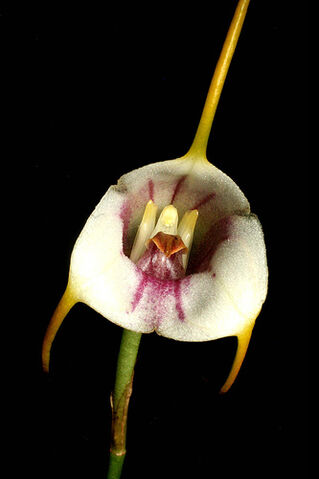 File:Masdevallia ionocharis.jpg