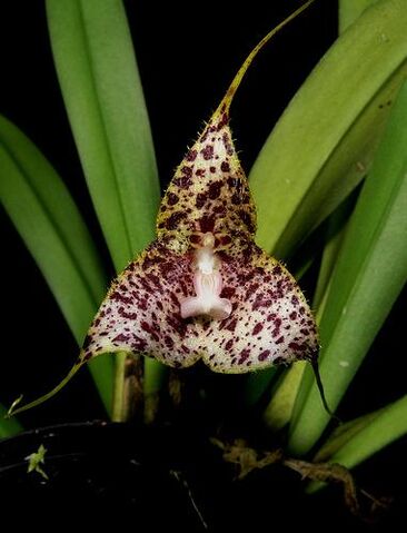 File:Dracula janetiae.jpg