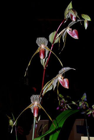 File:Paph. Bel Royal.jpg