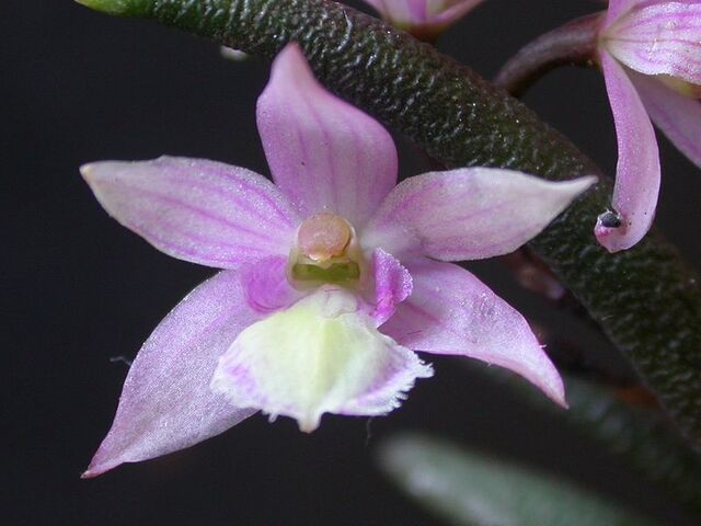 File:Leptotes harryphillipsii.jpg