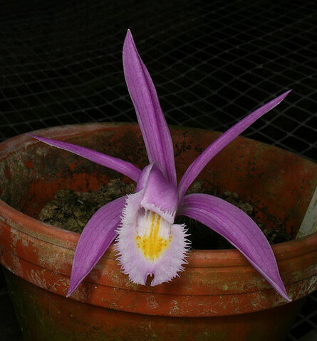 File:Pleione praecox.jpg