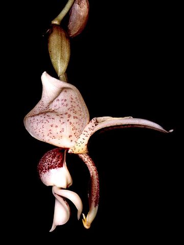 File:Stanhopea insignis Orchi.jpg