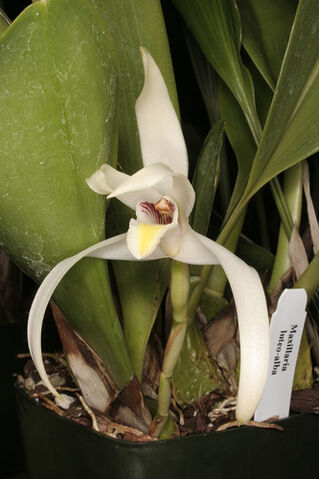 File:Maxillaria luteoalba alba.jpg