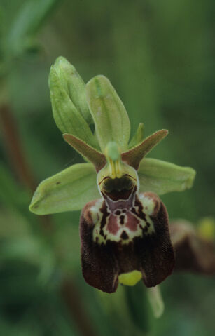 File:Ophrysaschersonii.jpg