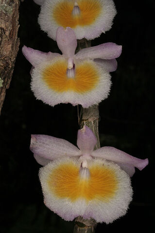 File:Dendrobium primulinum.jpg