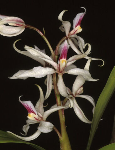 File:Prosthechea glumacea.jpg