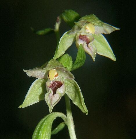 File:Epipactis leptochila.jpg