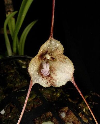 File:Dracula lemurella.jpg