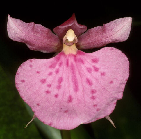 File:Rhynchostele majalis.jpg