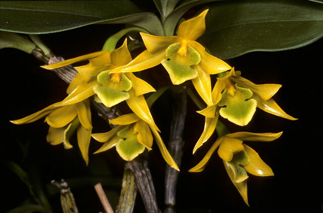 File:Dendrobium trigonopus.jpg