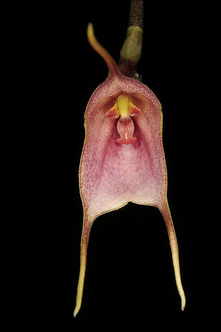 File:Dracula venosa.jpg