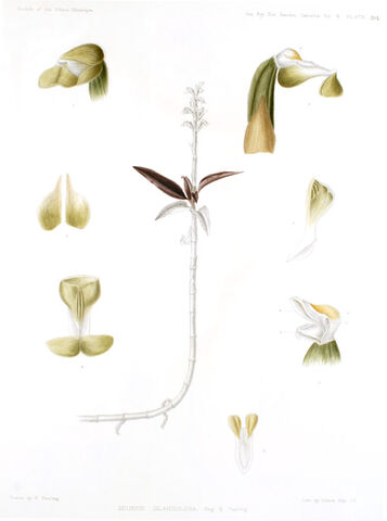 File:Zeuxine glandulosa plate.jpg
