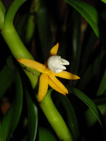 File:Eria brachystachya.jpg