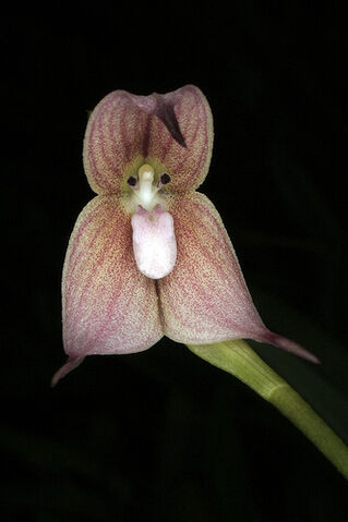 File:Dracula trichroma.jpg