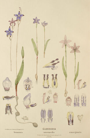 File:Elythranthera brunonis & Elythranthera emarginata plate.jpg