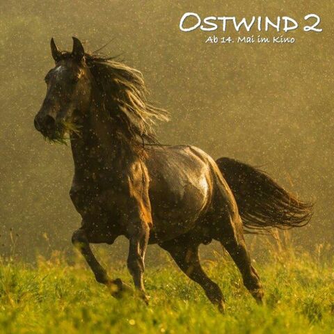 Datei:Ostwind-Pferd.jpg