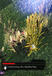 HealthyHay