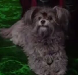 Toto1
